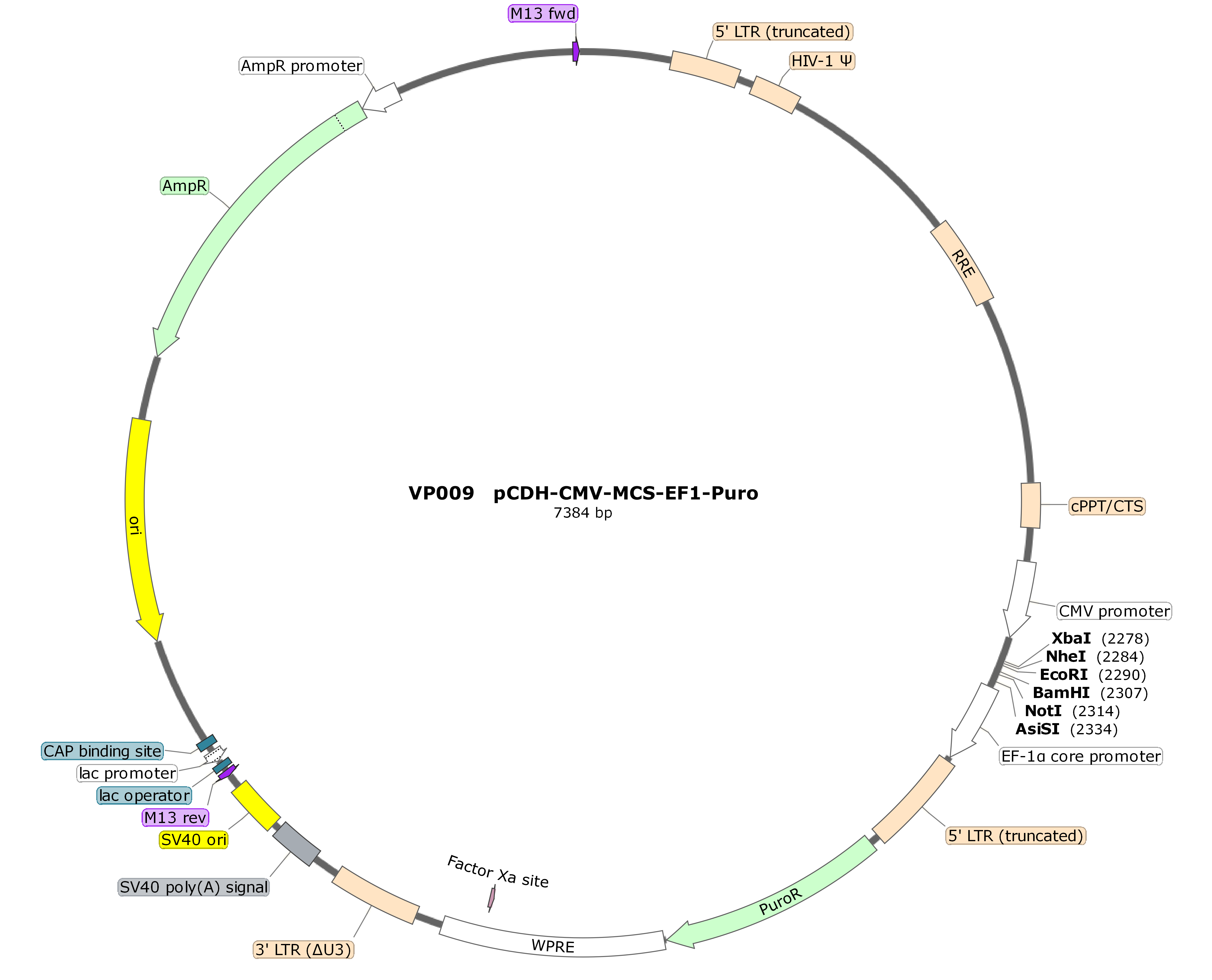 pCDH-CMV-MCS-EF1-Puro